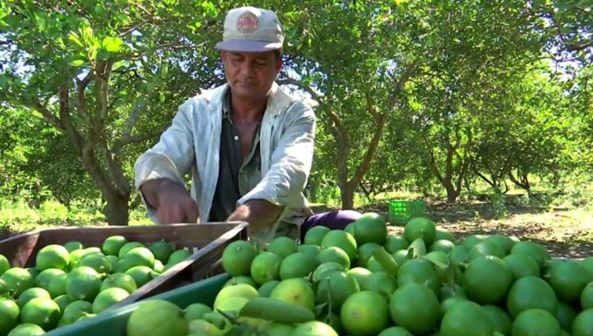 A pesar a los múltiples operativos de seguridad en la región Tierra Caliente, Michoacán, continúan las extorsiones contra limoneros A pesar a los múltiples operativos de seguridad en la región Tierra Caliente, Michoacán, continúan las extorsiones contra limoneros
