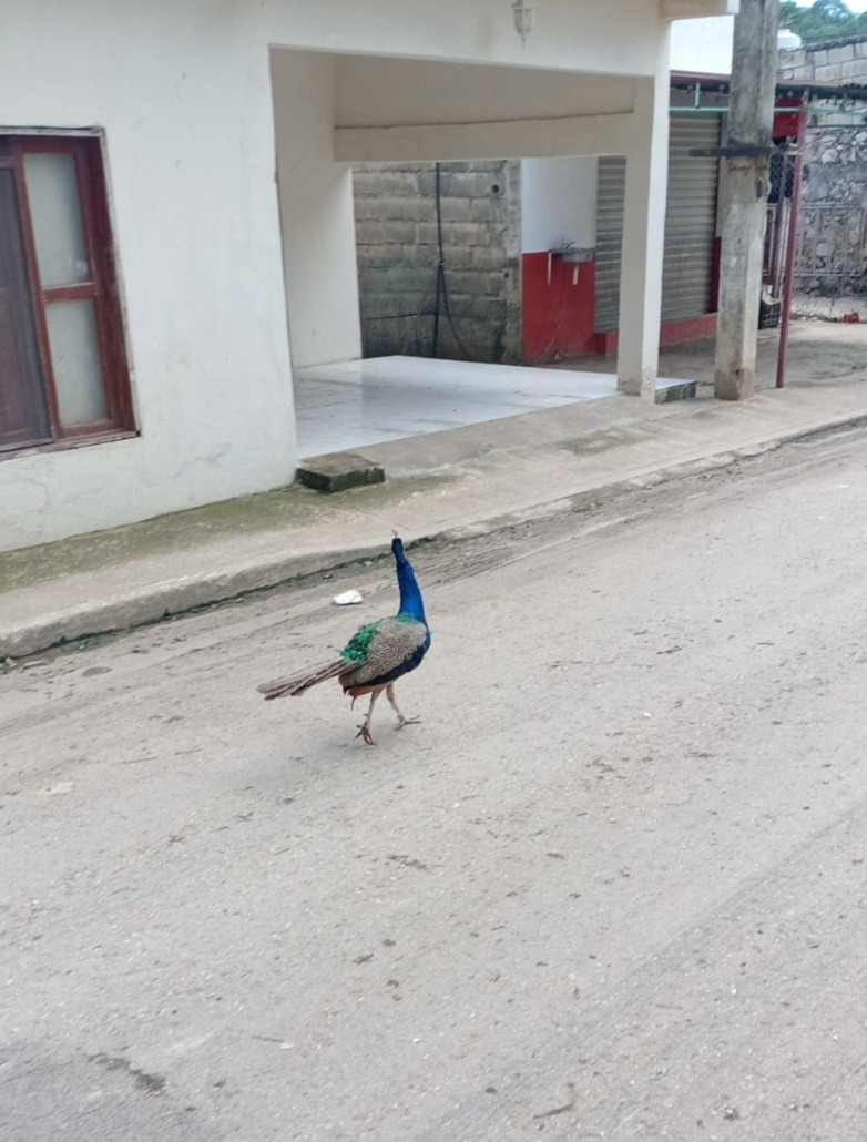 Pavo real  asombra en calles de Chiná, Campeche  