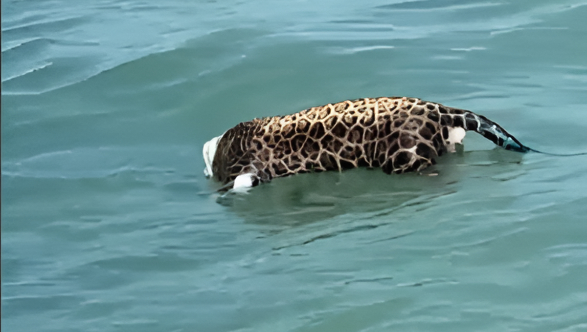 Un jaguar decapitado fue encontrado en aguas del municipio del Carmen. Un jaguar decapitado fue encontrado en aguas del municipio del Carmen.