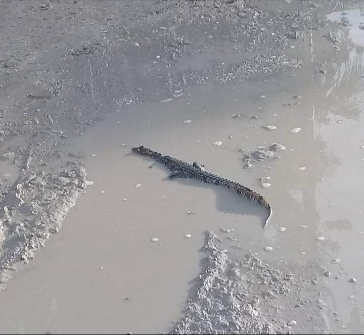 Lluvias en Sabancuy sacan a lagartos de su hábitat  