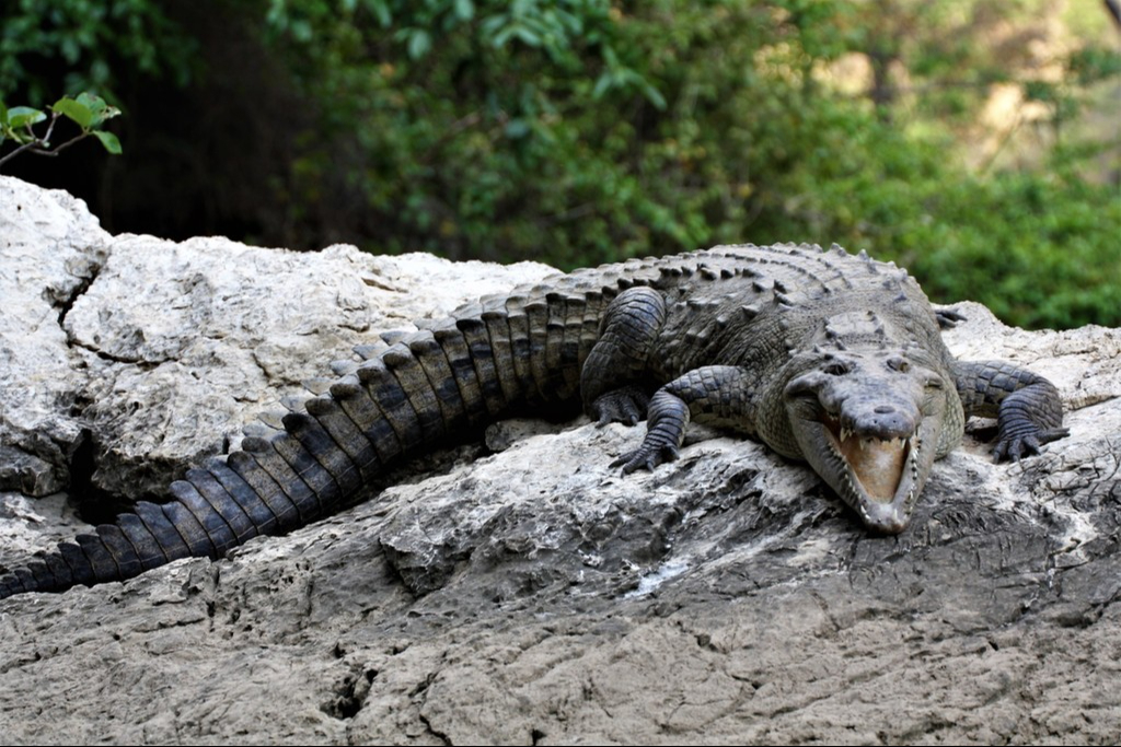 Las lluvias son ideales para estos reptiles que habitan los humedales; Proteccion Civil pide tener cuidado Las lluvias son ideales para estos reptiles que habitan los humedales; Proteccion Civil pide tener cuidado
