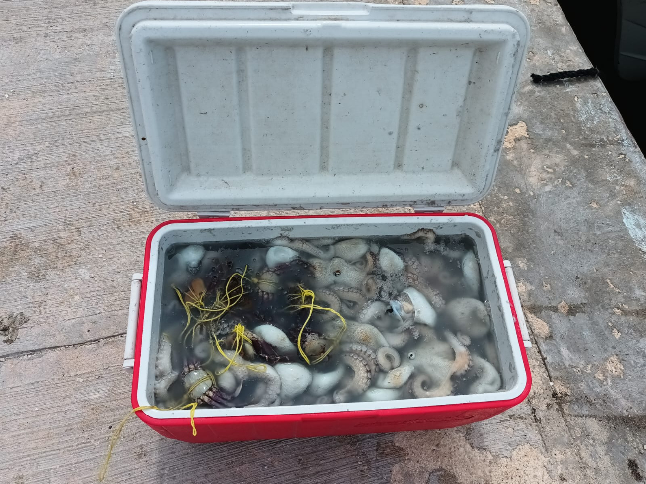 Temporada de pulpo ‘bendice’ a pescadores de Chabihau 