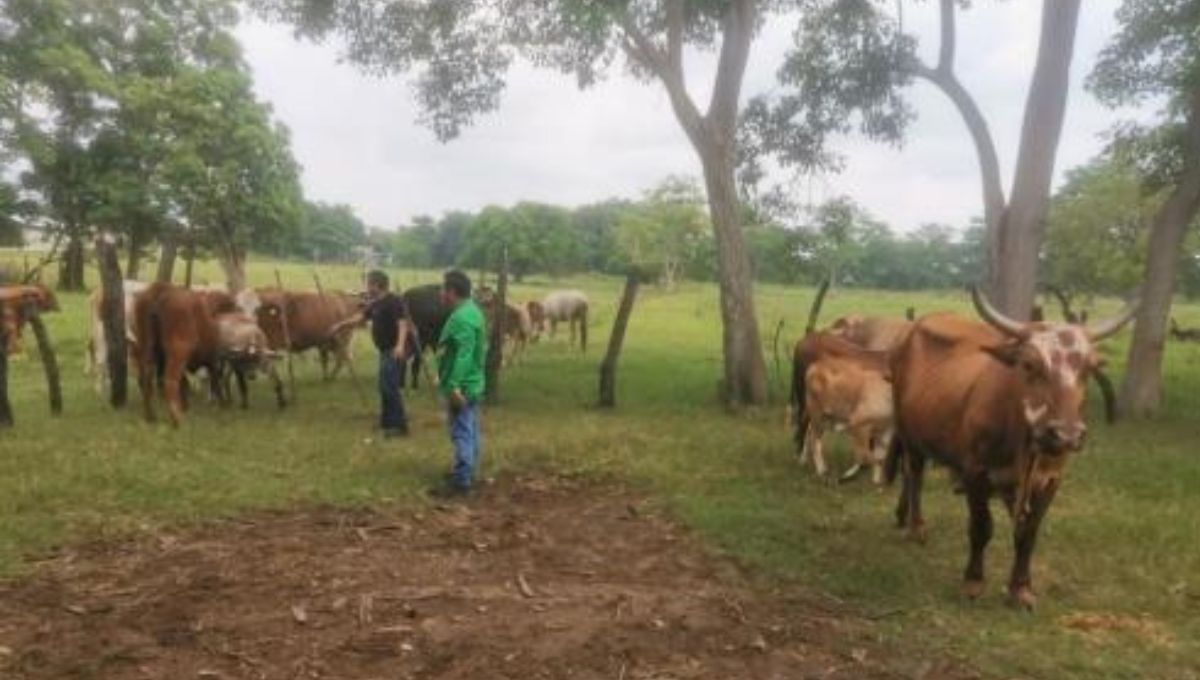 Realizan cateo por ganado robado en Chicbul, Campeche