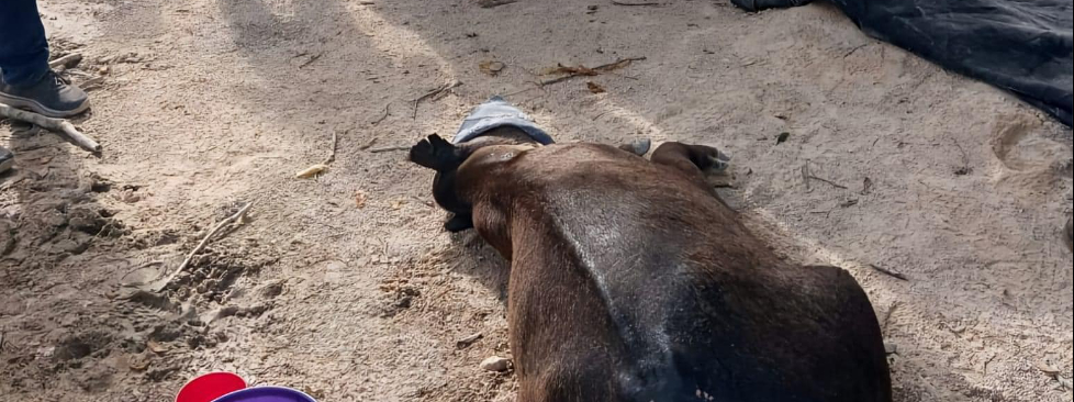 El tapir fue encontrado herido el 9 de agosto y asistido por un equipo multidisciplinario. El tapir fue encontrado herido el 9 de agosto y asistido por un equipo multidisciplinario.