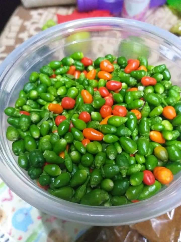 Este tesoro culinario, que se caracteriza por su intenso sabor, crece en los montes del Yucatán Este tesoro culinario, que se caracteriza por su intenso sabor, crece en los montes del Yucatán