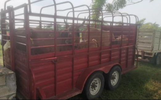 Las autoridades investigarán los hechos en Campeche Las autoridades investigarán los hechos en Campeche