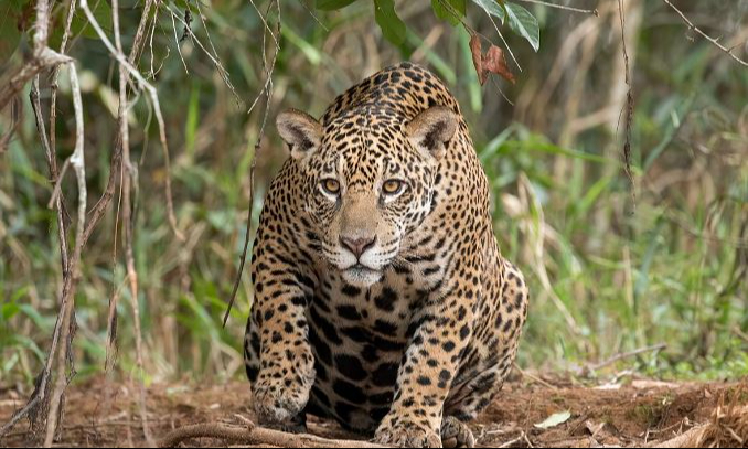 Asociación  de Ciudad del Carmen pide crear reserva  para jaguares   