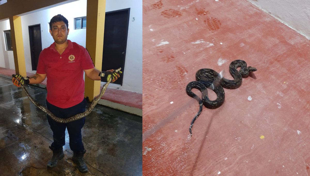 Serpiente Oxcán de aproximadamente 1.5m en el interior de un domicilio de la calle Belisario Domínguez. Serpiente Oxcán de aproximadamente 1.5m en el interior de un domicilio de la calle Belisario Domínguez.