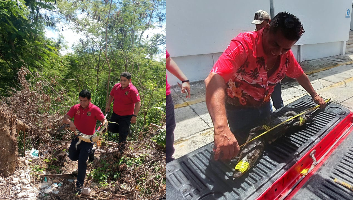 Un cocodrilo de 1.12 metros fue capturado en la colonia Palmas 3 y entregado a Profepa. Un cocodrilo de 1.12 metros fue capturado en la colonia Palmas 3 y entregado a Profepa.