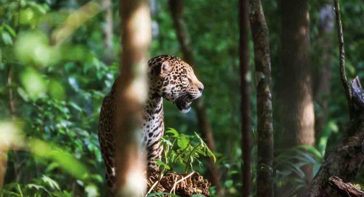 Detectan a dos jaguares en la Reserva Ecológica de Dzilam de Bravo 