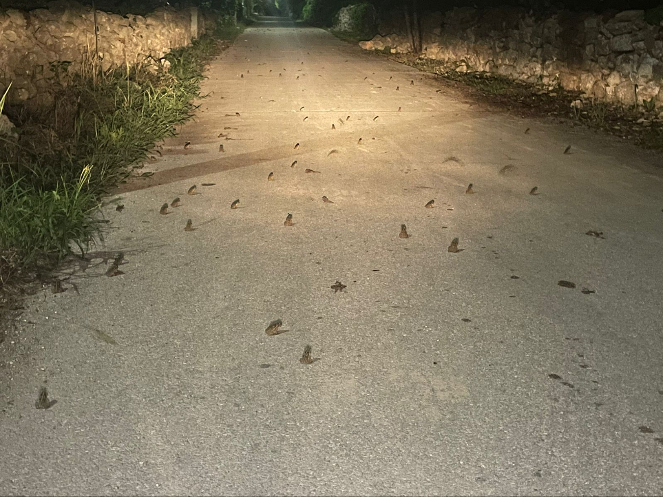 Se ha visto a un gran número de anfibios por las recientes lluvias en Sinanché