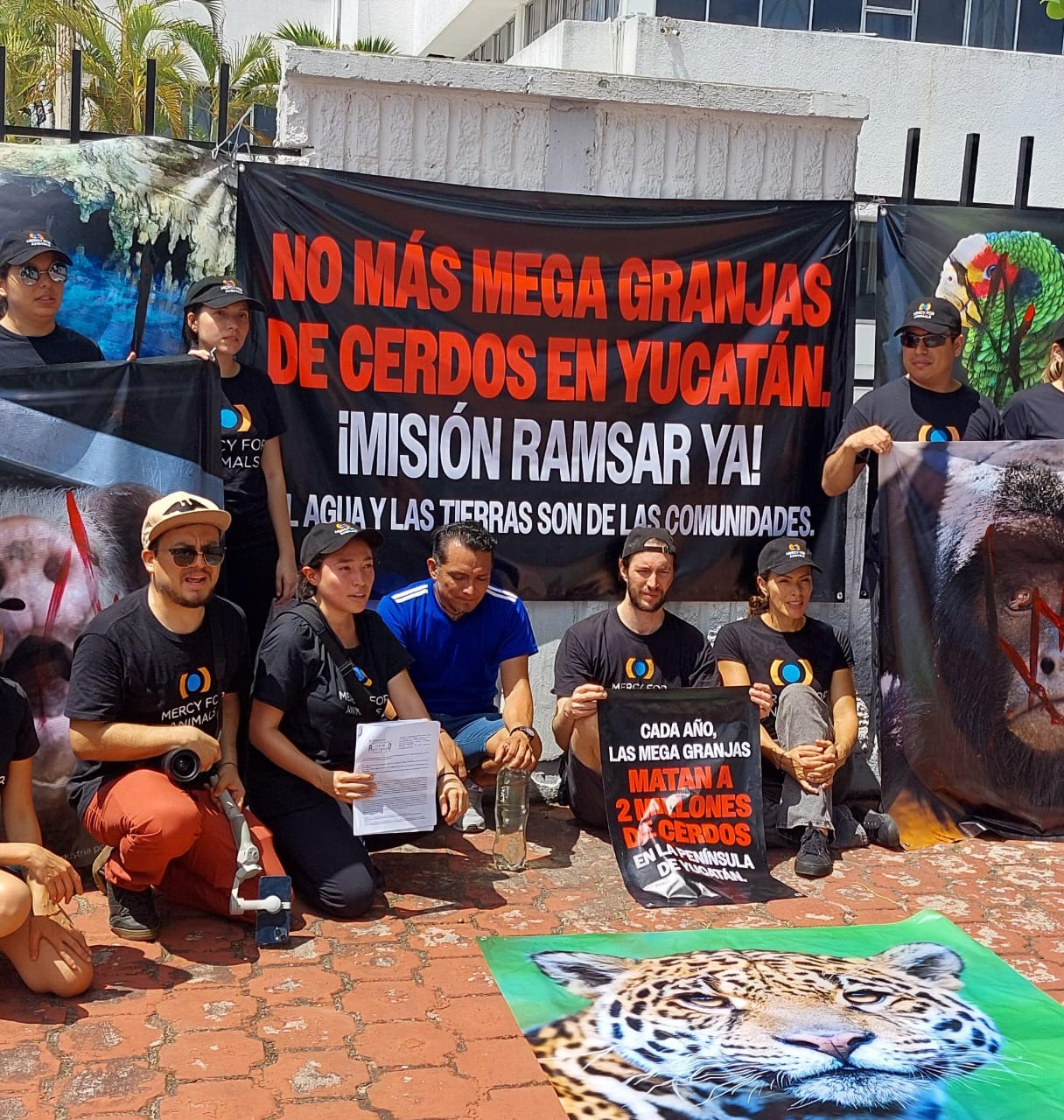 Activistas exigen a la Semarnat  frenar las granjas porcícolas en Yucatán