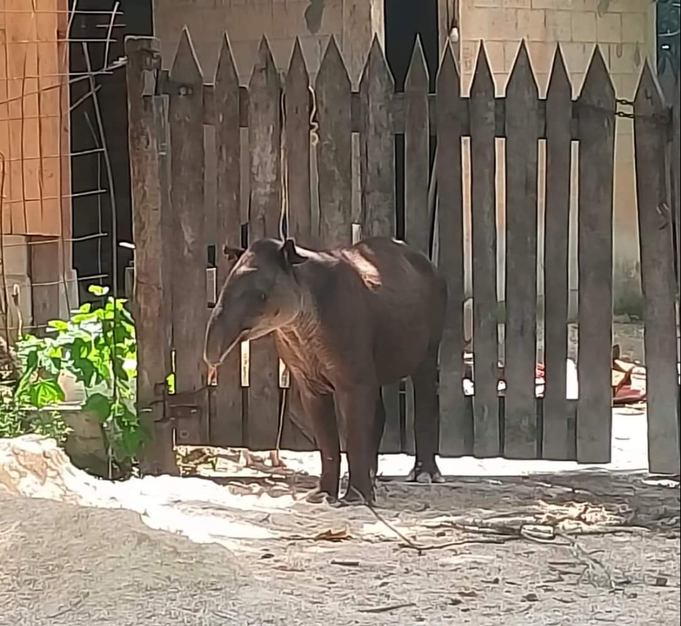 Profepa libera en Calakmul a tapir rescatado en Quintana Roo   