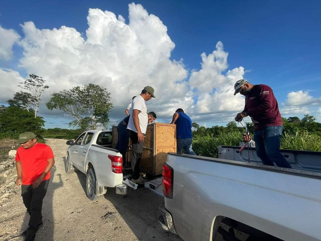 Reubicaron al ejemplar en la Zona Núcleo de la Biosfera de Calakmul. Reubicaron al ejemplar en la Zona Núcleo de la Biosfera de Calakmul.