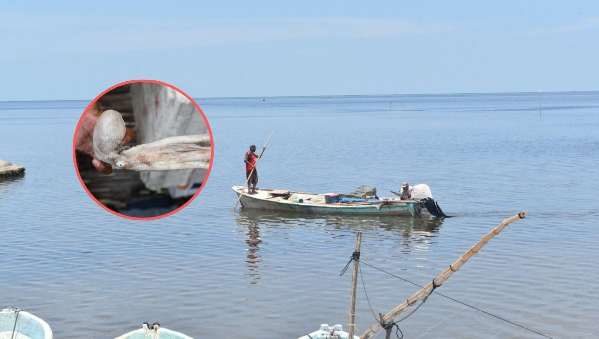   Urgen a pescadores de Campeche a respetar tallas del pulpo maya  