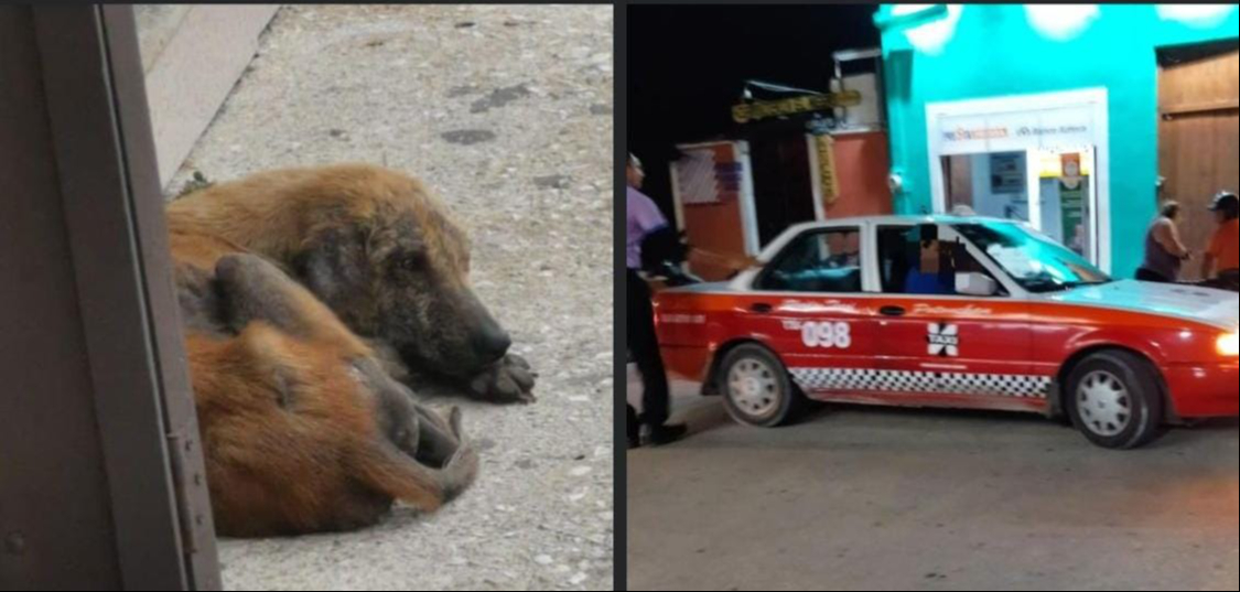 En Champotón, denuncian a taxista por atropellar intencionalmente a un perrito callejero