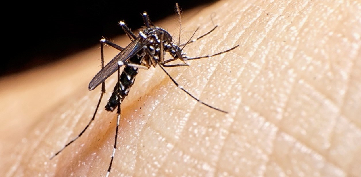 Los casos de dengue han logrado disminuir en Yucatán Los casos de dengue han logrado disminuir en Yucatán