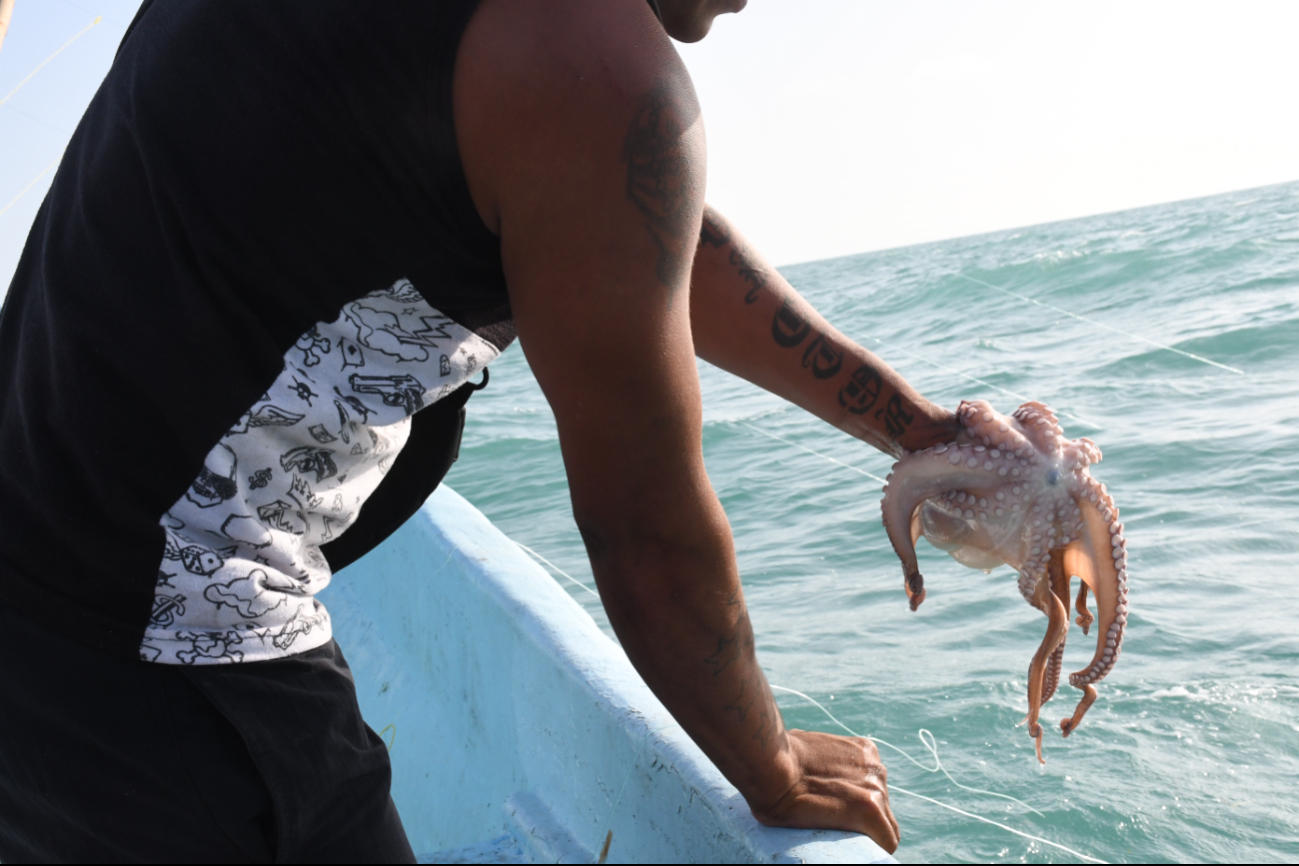 Captura de pulpo en Campeche inició con "el pie izquierdo"