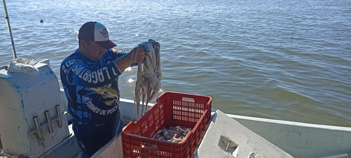 Pescadores de Yucatán inician temporada de pulpo con 30 kilos cada uno 