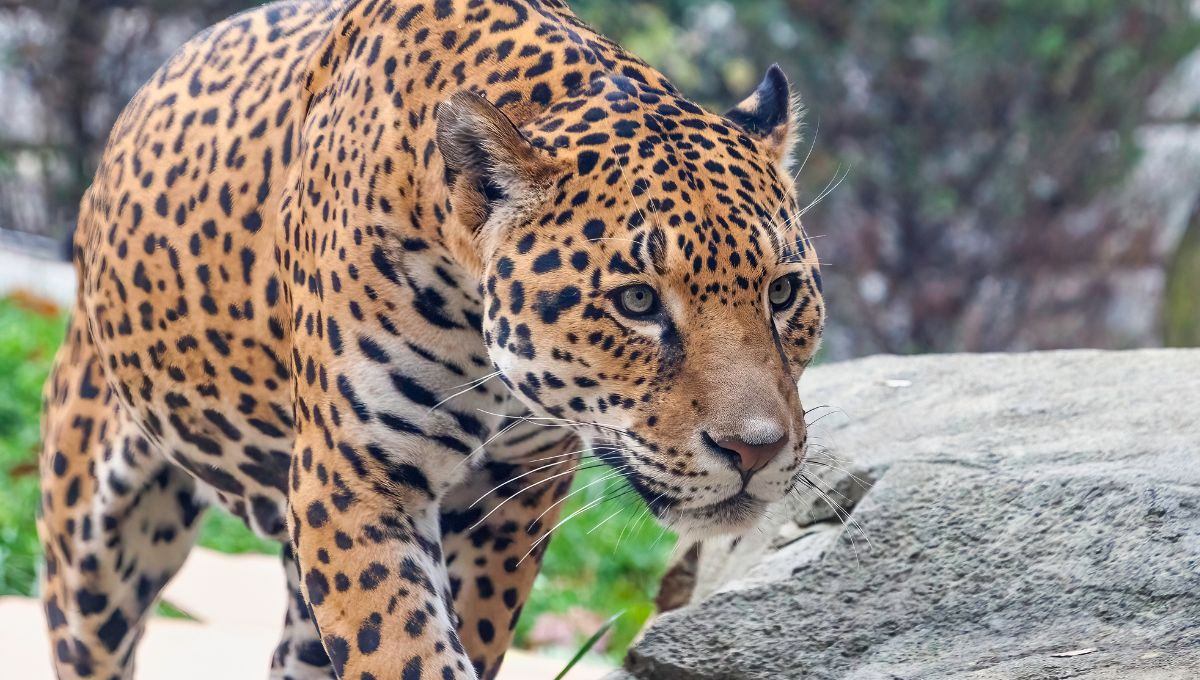 Profepa investiga dónde ocurrió el desollamiento de un jaguar
