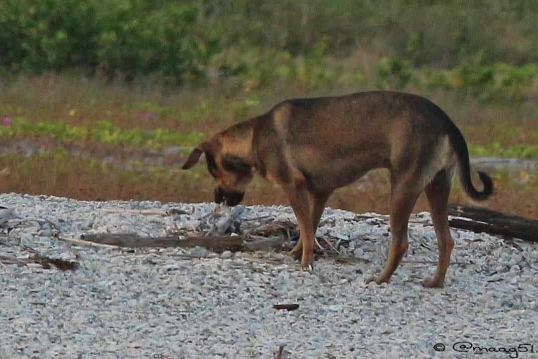 Perros callejeros "amenazan" existencia del ave charrán en el puerto Industrial de Ciudad del Carmen 