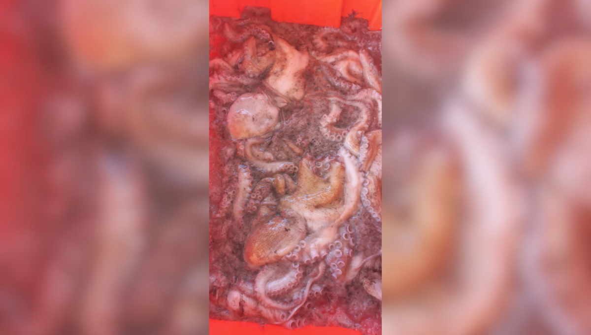 Los pescadores esperan que las capturas se mantengan o mejoren, con un precio de hasta 100 pesos por kilo. Los pescadores esperan que las capturas se mantengan o mejoren, con un precio de hasta 100 pesos por kilo.