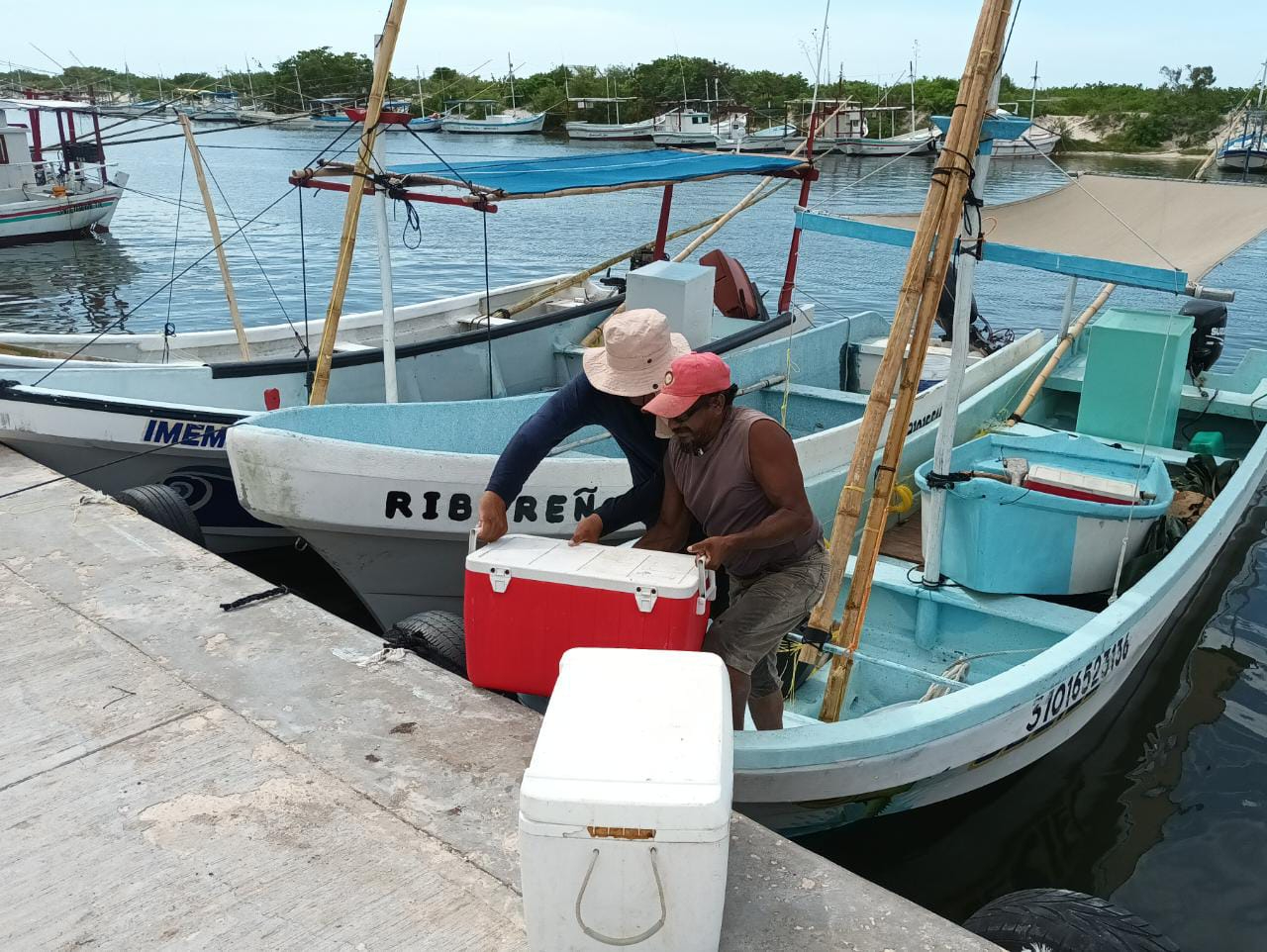 Pescadores llegaron hasta con 30 kilos de pulpo Pescadores llegaron hasta con 30 kilos de pulpo