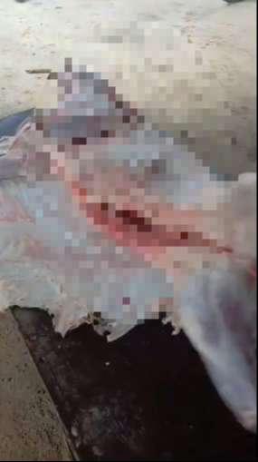 Profepa analiza los reportes con cautela en la Península de Yucatán Profepa analiza los reportes con cautela en la Península de Yucatán