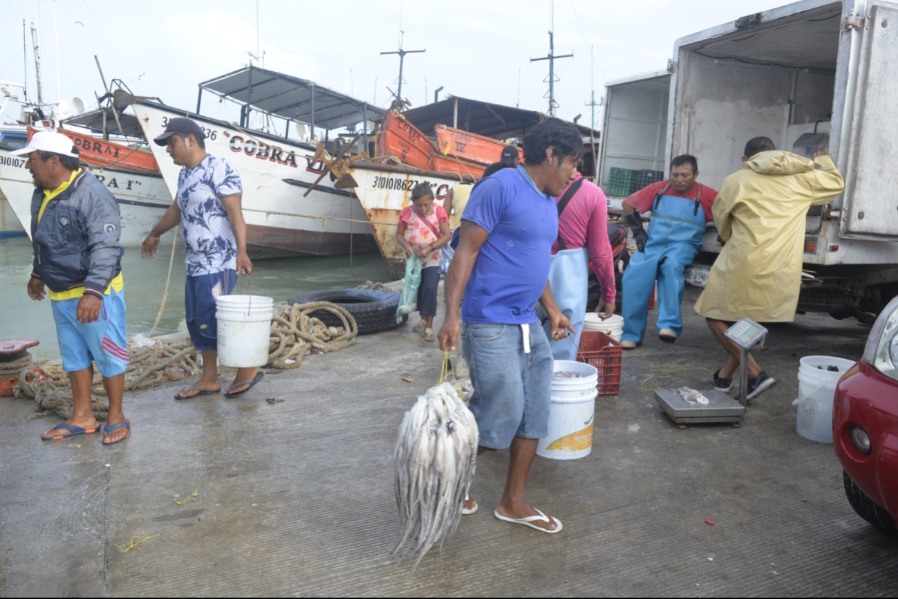En Yucatán se capturaron 46 mil 824 toneladas de especies marinas En Yucatán se capturaron 46 mil 824 toneladas de especies marinas