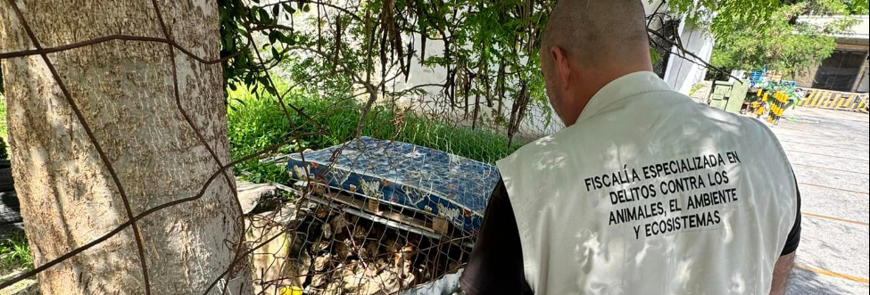 Multan a familia de Campeche por maltratar a su mascota; le buscan nuevo hogar