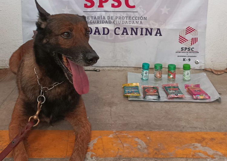 La Unidad K9 de la SPSC aseguró 50 cigarros con presunta droga en un operativo en empresas de paquetería. La Unidad K9 de la SPSC aseguró 50 cigarros con presunta droga en un operativo en empresas de paquetería.
