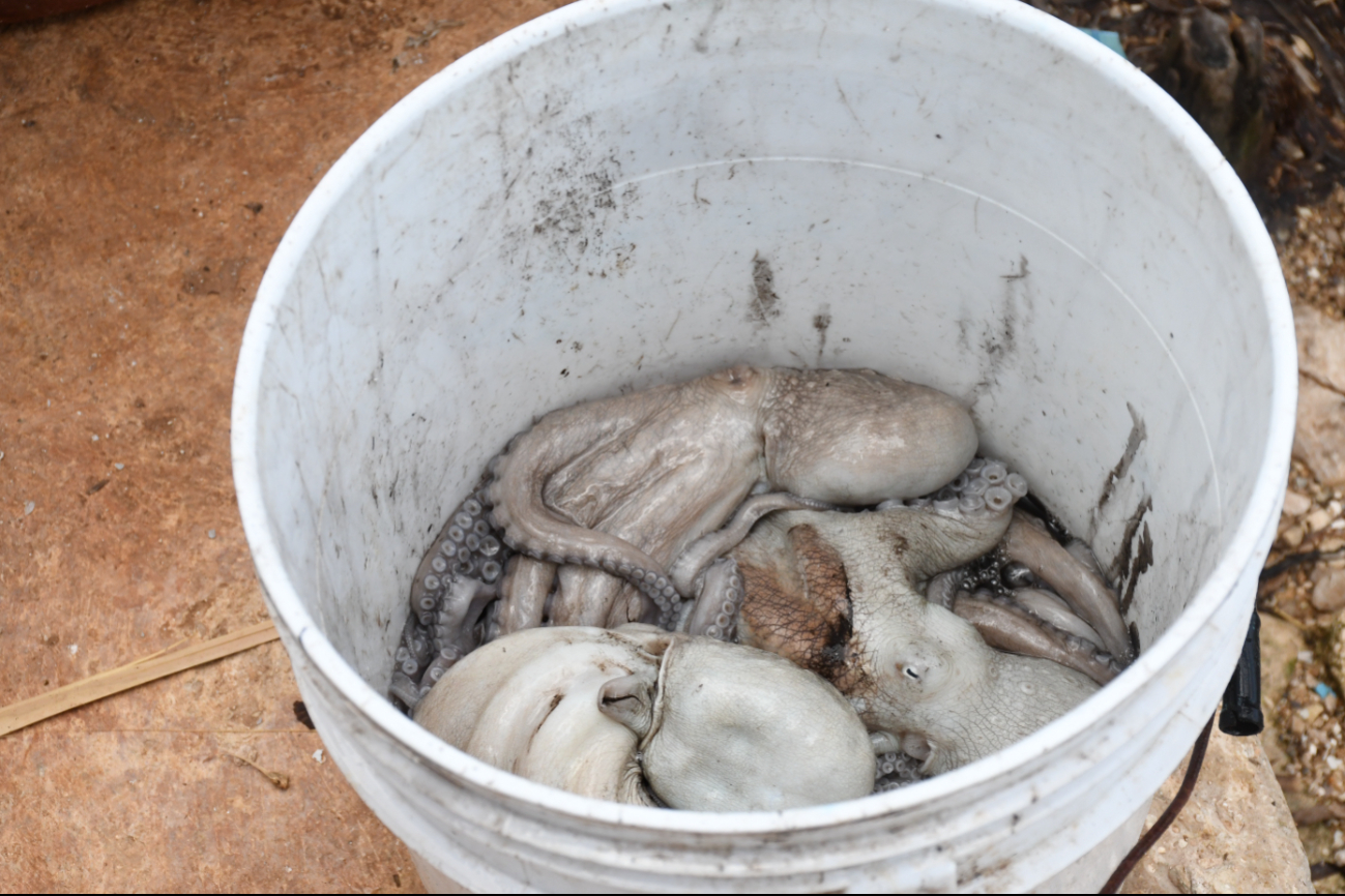 Conapesca sin información sobre captura de pulpo Conapesca sin información sobre captura de pulpo