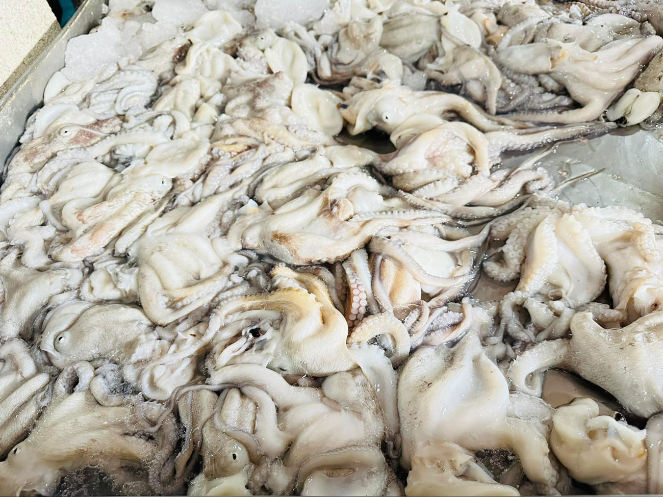 El pulpo fue capturado con artes de pesca ilegal El pulpo fue capturado con artes de pesca ilegal