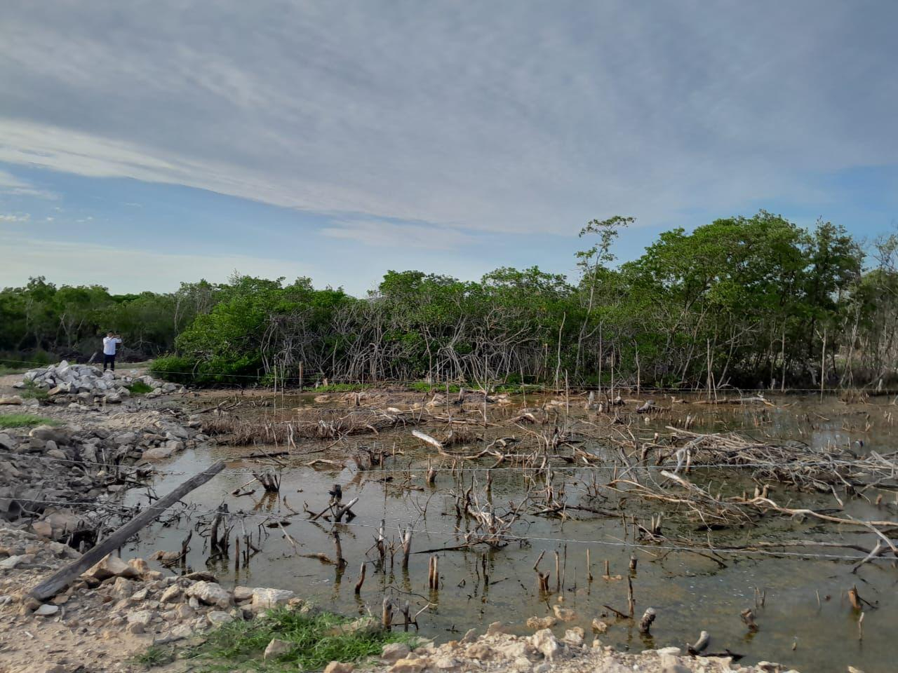 Profepa clausura varias zonas de San Felipe por el relleno de humedales y destrucción del manglar Profepa clausura varias zonas de San Felipe por el relleno de humedales y destrucción del manglar