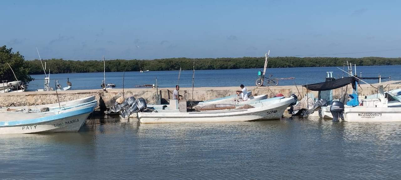 Conapesca reportó 5 mil 600 toneladas durante el mes de agosto, el primero de la temporada Conapesca reportó 5 mil 600 toneladas durante el mes de agosto, el primero de la temporada