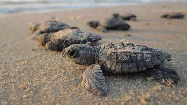 Tortugas marinas eclosionan en playas de Cozumel 