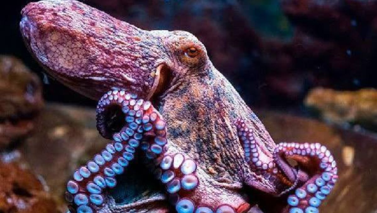 Conceden Indicación Geográfica Protegida (IGP) al Pulpo Maya en México
