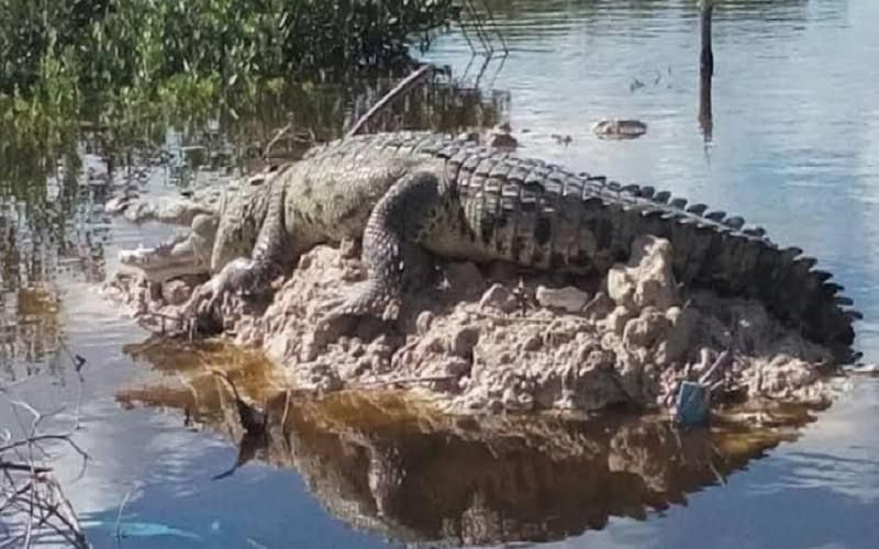 El cocodrilo era conocido habitante de la ciénega de Progreso El cocodrilo era conocido habitante de la ciénega de Progreso