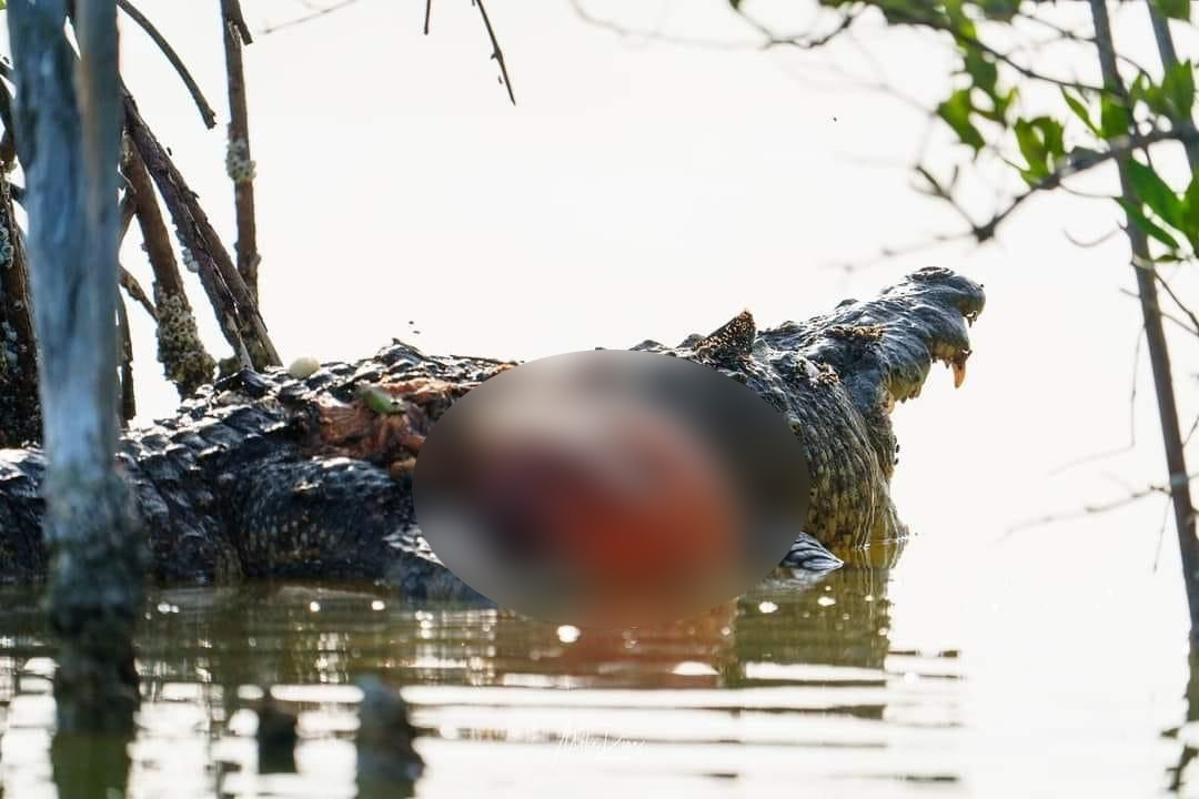El cocodrilo murió en la ciénega donde habitaba El cocodrilo murió en la ciénega donde habitaba