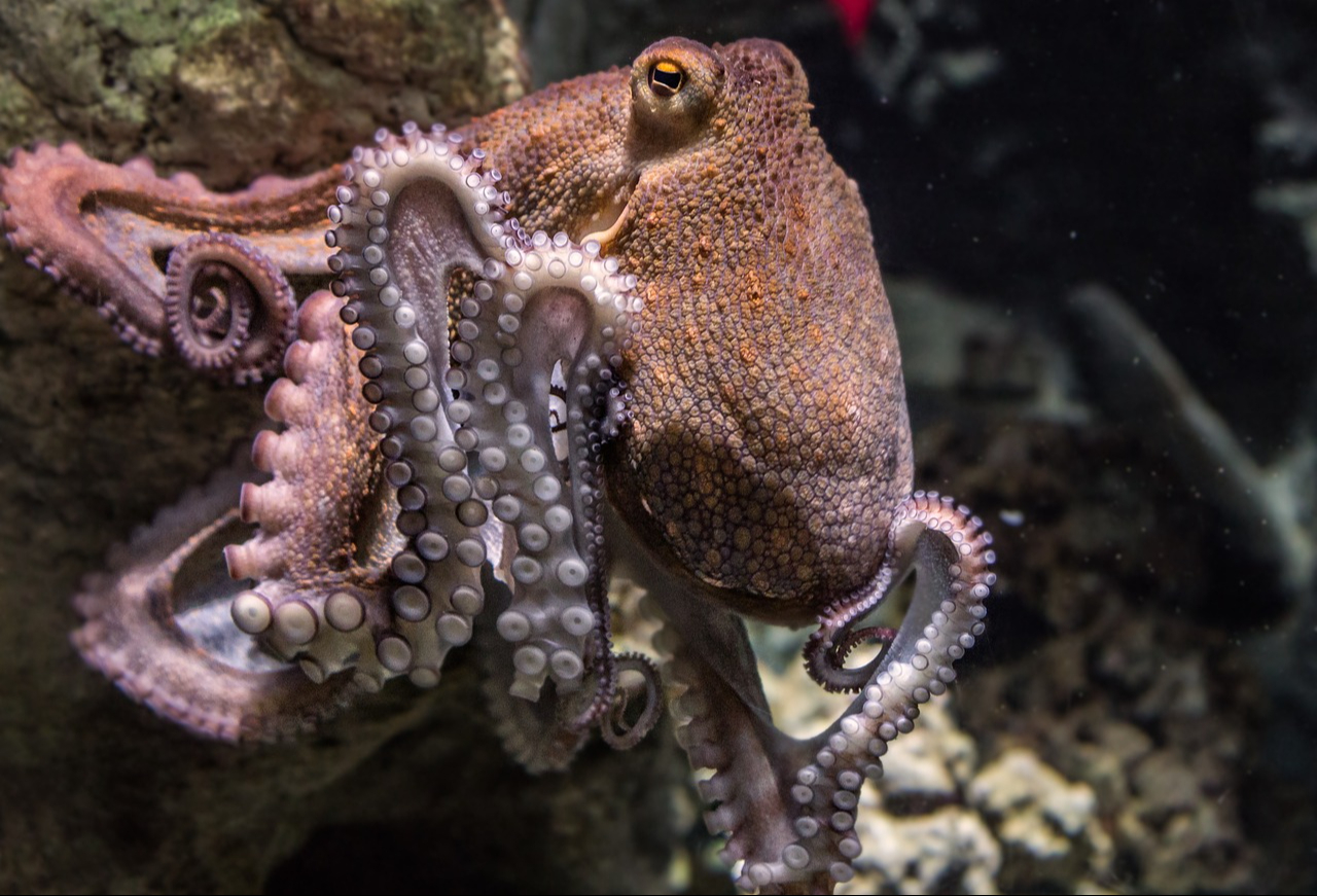 La medida busca privilegiar las especies de la región en México La medida busca privilegiar las especies de la región en México