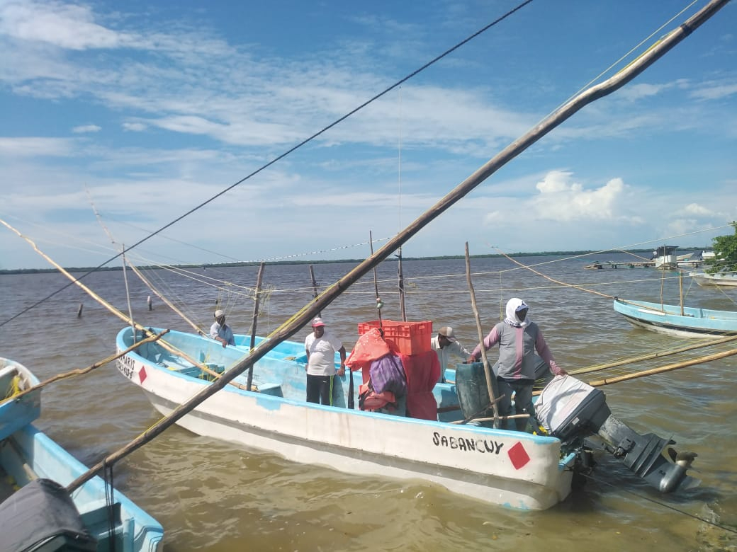 Temporada de pulpo maya decepciona a pescadores de Champotón