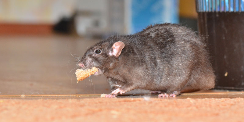 Se encontraron heces de ratas en cajas y envases de la carnicería