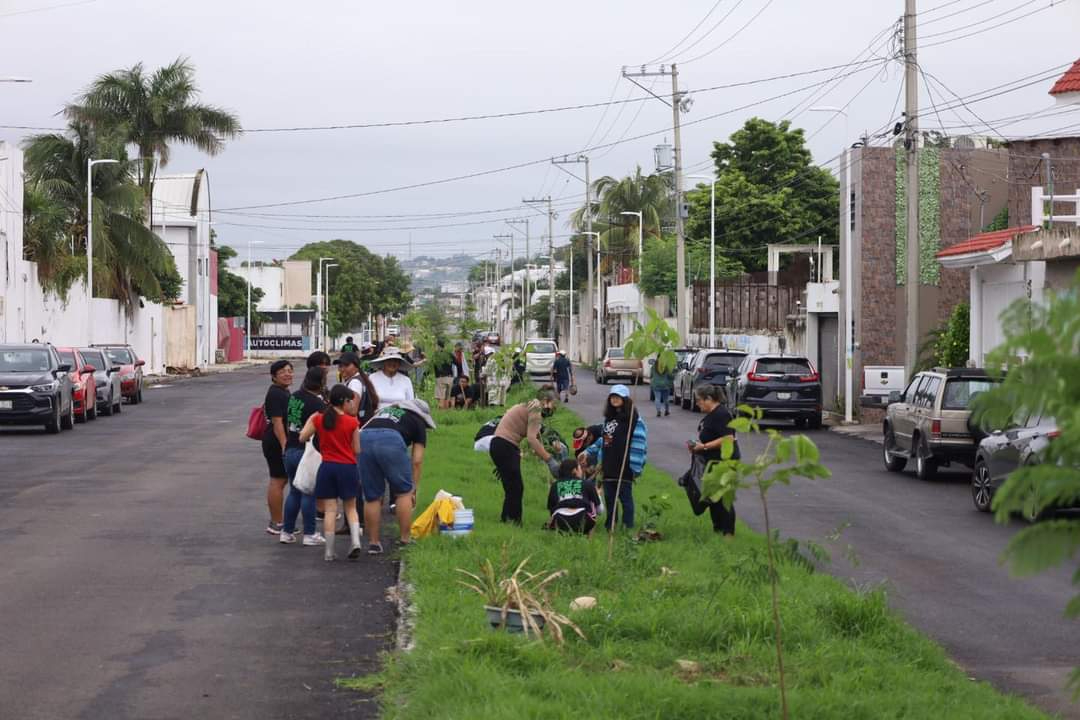 El Proyecto Tren Ligero en Campeche afectará la vegetación plantada en la Avenida Colosio. El Proyecto Tren Ligero en Campeche afectará la vegetación plantada en la Avenida Colosio.