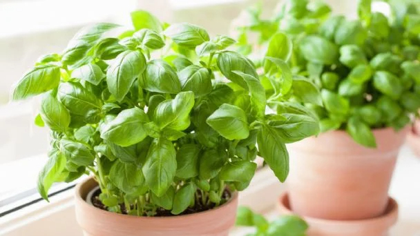 La albahaca contiene componentes biológicamente activos que actúan como insecticida La albahaca contiene componentes biológicamente activos que actúan como insecticida