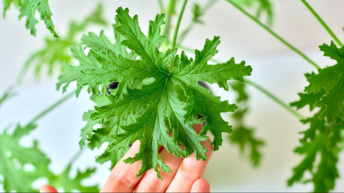 La citronela es una hierba aromática que se usa a menudo como un repelente natural de insectos. La citronela es una hierba aromática que se usa a menudo como un repelente natural de insectos.