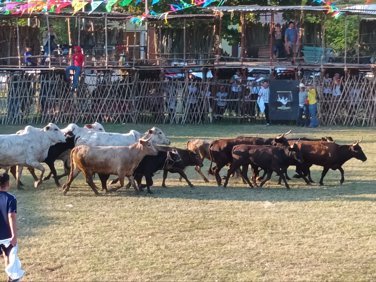 Las corridas de toros y peleas de gallos están prohibidas en Q. Roo Las corridas de toros y peleas de gallos están prohibidas en Q. Roo