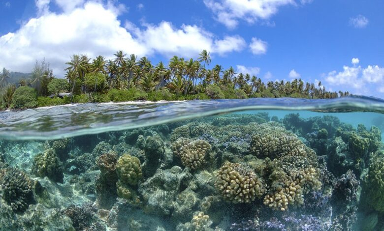 Campeche contará con una nueva Área Natural Protegida para preservar los arrecifes de coral 