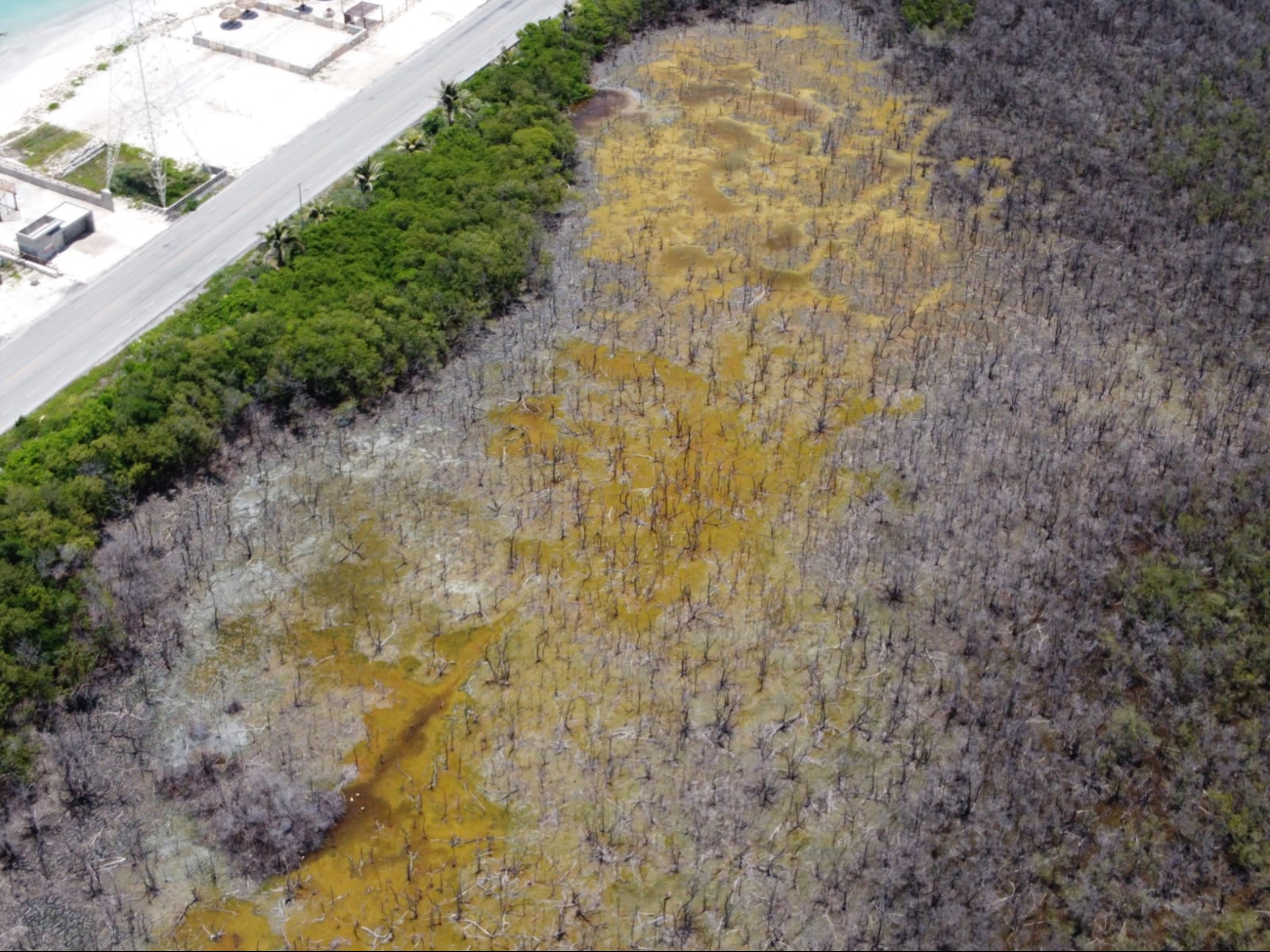 Ciudad del Carmen ha perdido el 70% de sus manglares debido a la contaminación por basura y aguas residuales. Ciudad del Carmen ha perdido el 70% de sus manglares debido a la contaminación por basura y aguas residuales.