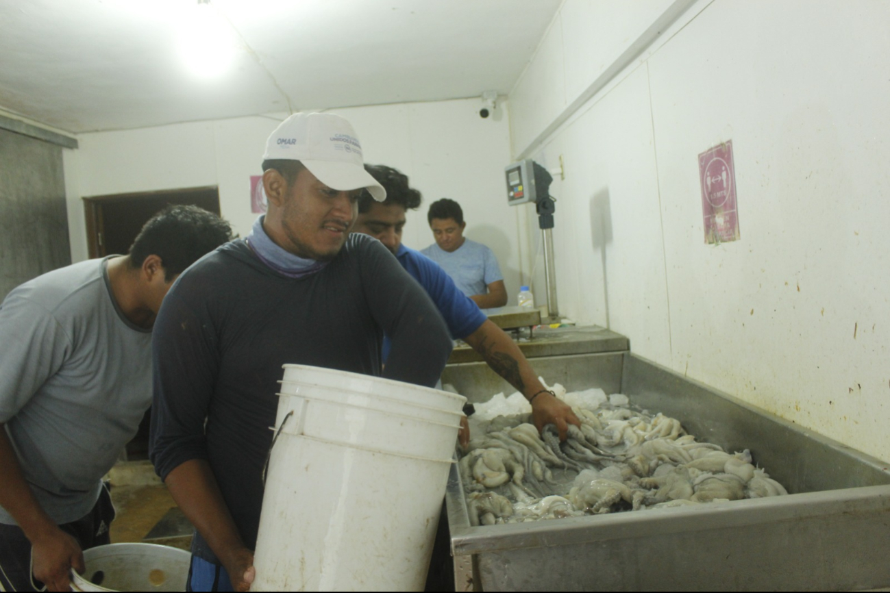 Los pescadores regresan con 50 a 750 kilogramos del pulpo Los pescadores regresan con 50 a 750 kilogramos del pulpo