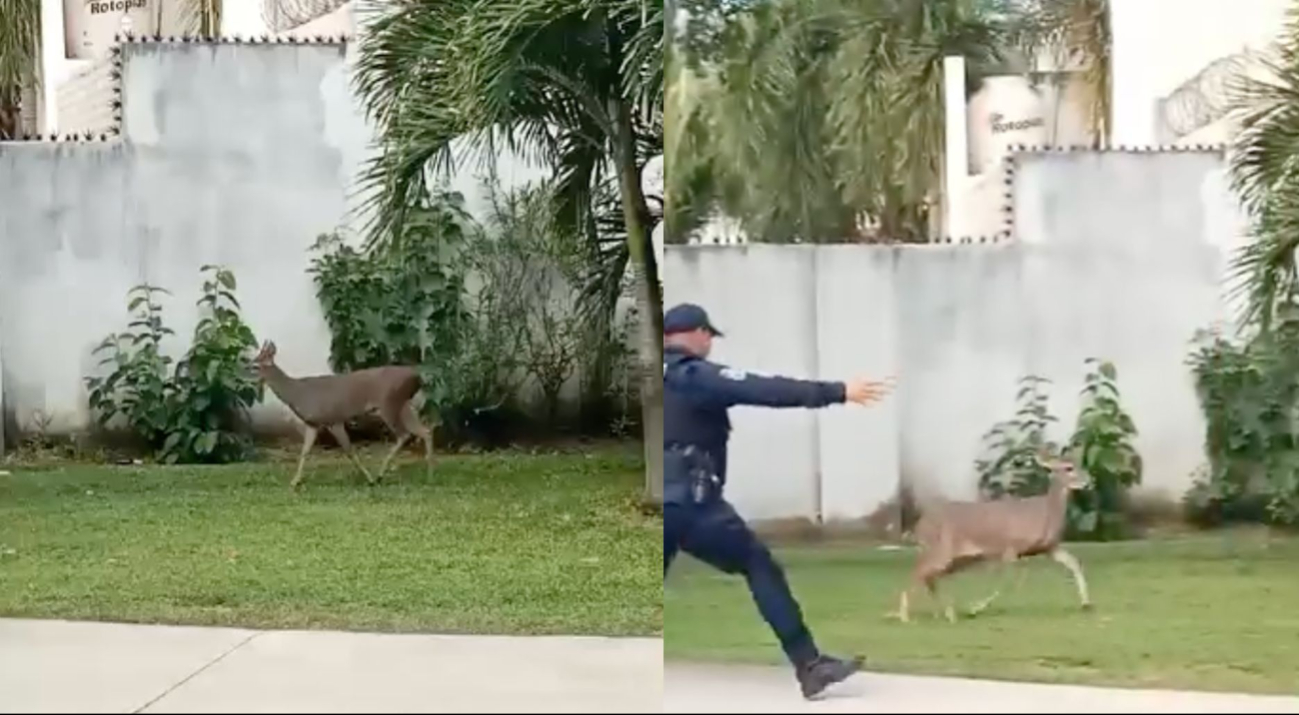 Venado llega a la zona urbana, pero lo rescatan Venado llega a la zona urbana, pero lo rescatan